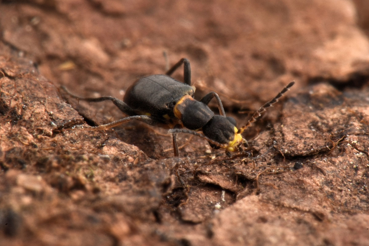 Malachiidae: Sphinginus lobatus ? S !